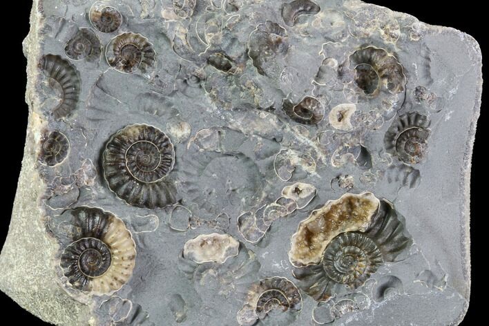 Ammonite Fossil Cluster - Somerset, England #86273